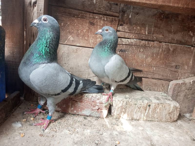 ریسر کبوتر 3
