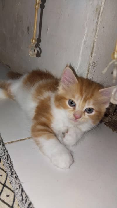 Pure Golden Persian kitten 2 Months  Fluffy Triple Coat karachi