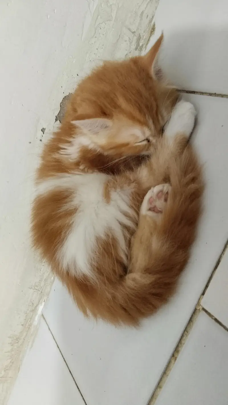 Pure Golden Persian kitten 2 Months  Fluffy Triple Coat karachi — photo 2