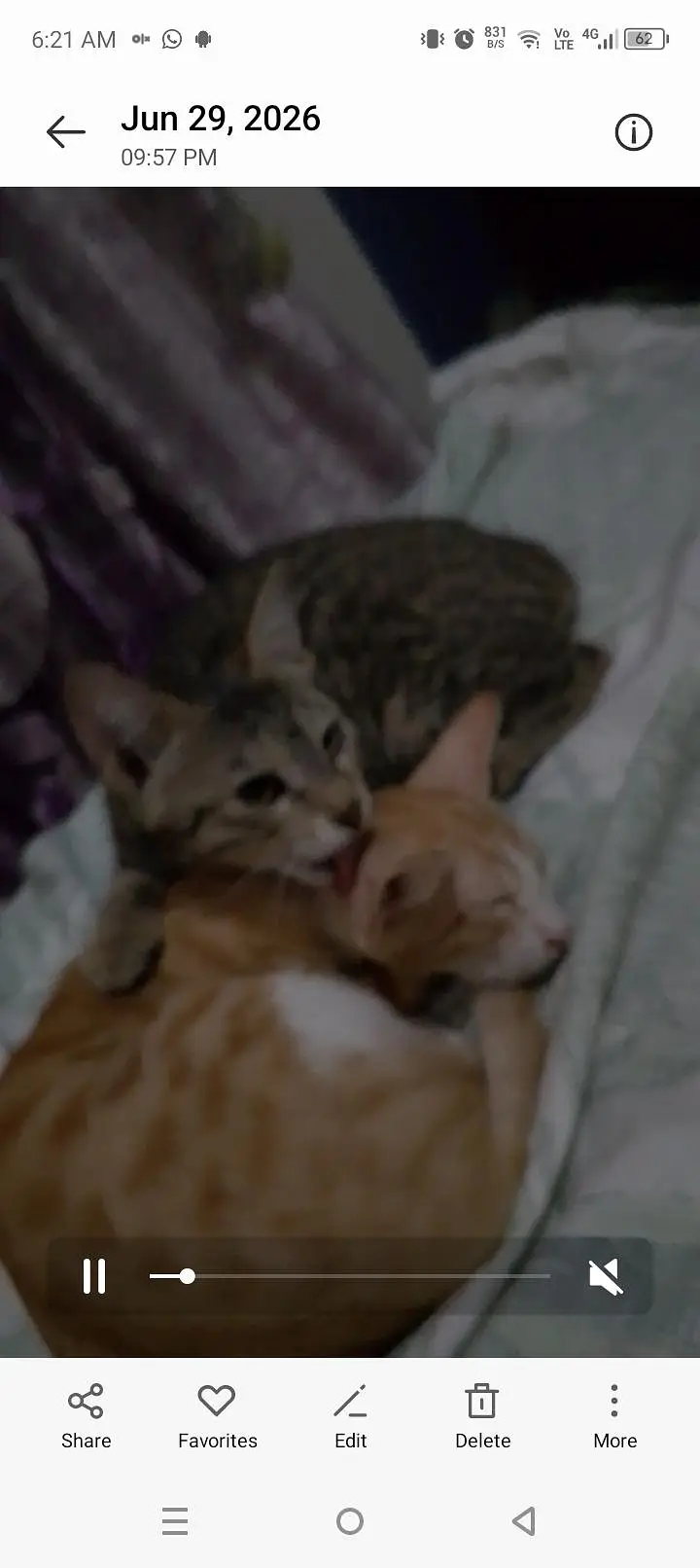 pair of cute kittens — photo 2