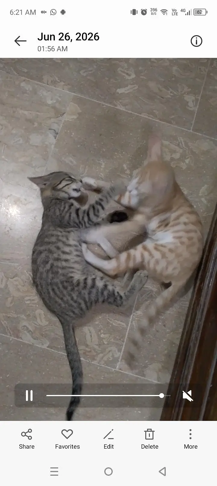 pair of cute kittens — photo 3