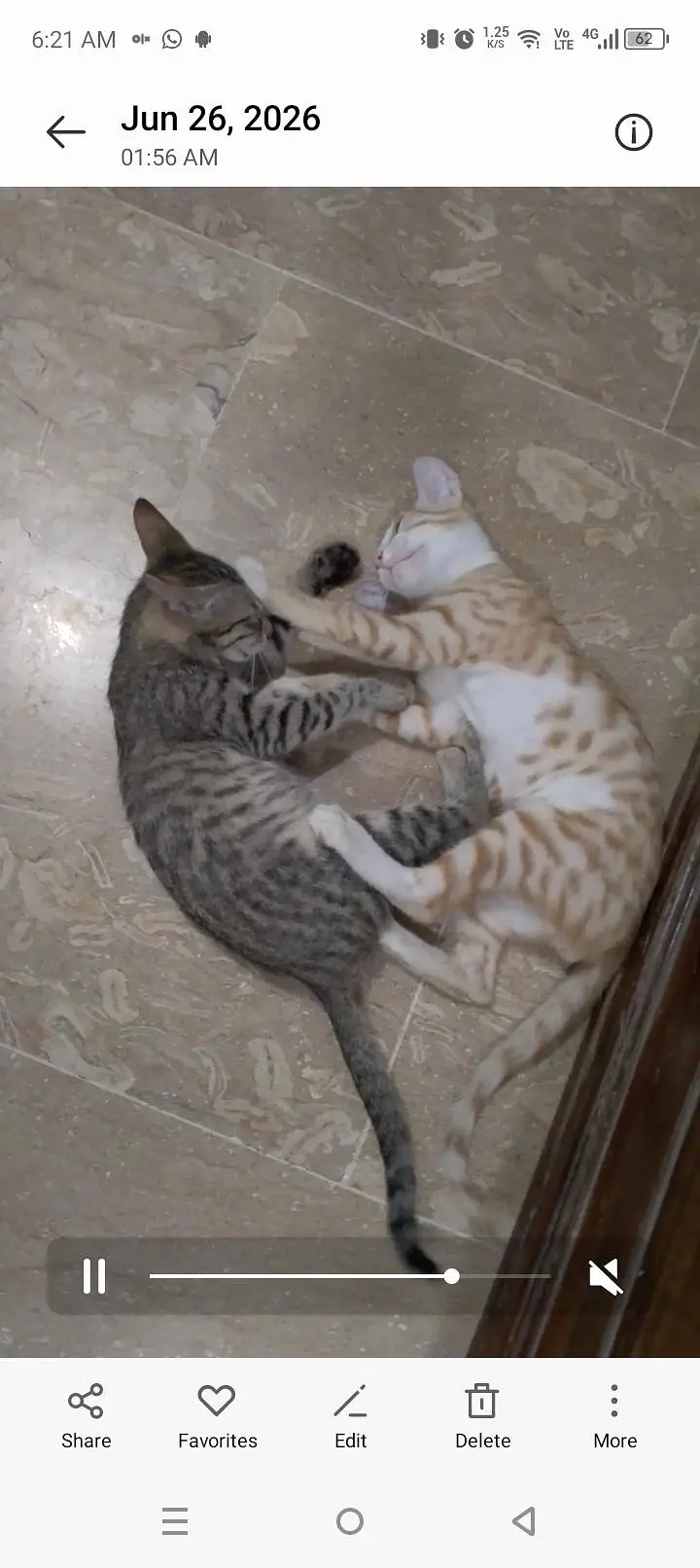 pair of cute kittens — photo 4