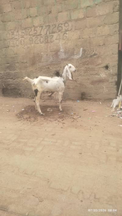 Bakri