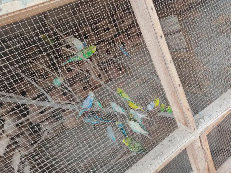 Australian parrot caloni — photo 2