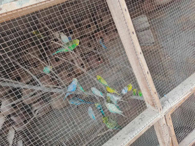 Australian parrot caloni — photo 3