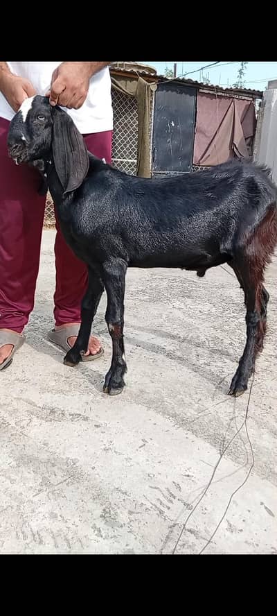 Desi male goat/bakra