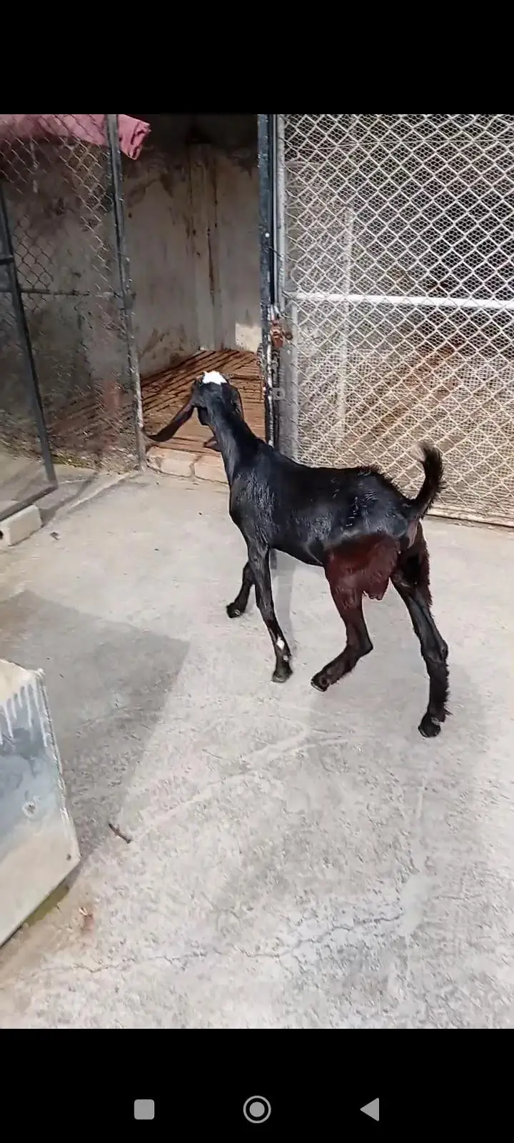 Desi male goat/bakra — photo 2