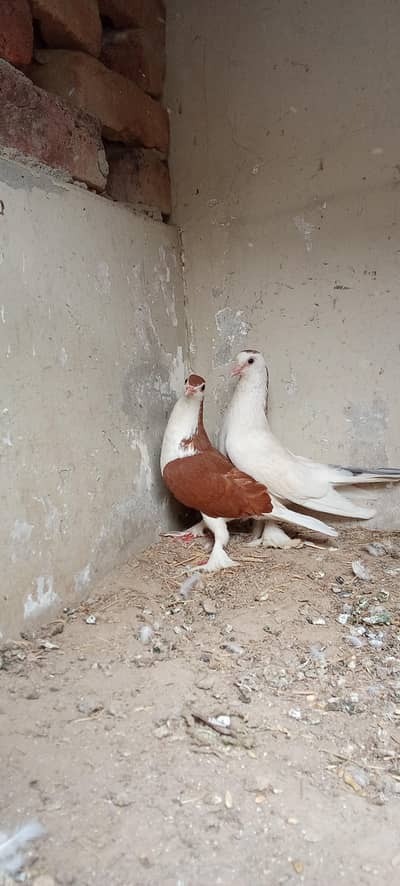 lahori shirazi whitexred breeder pair