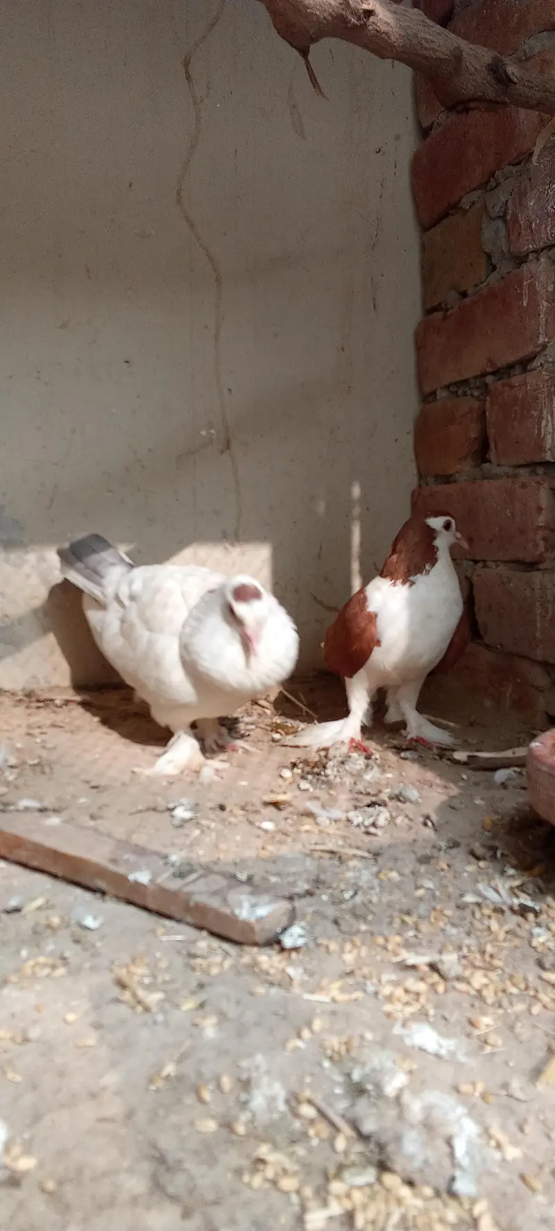 lahori shirazi whitexred breeder pair — photo 2