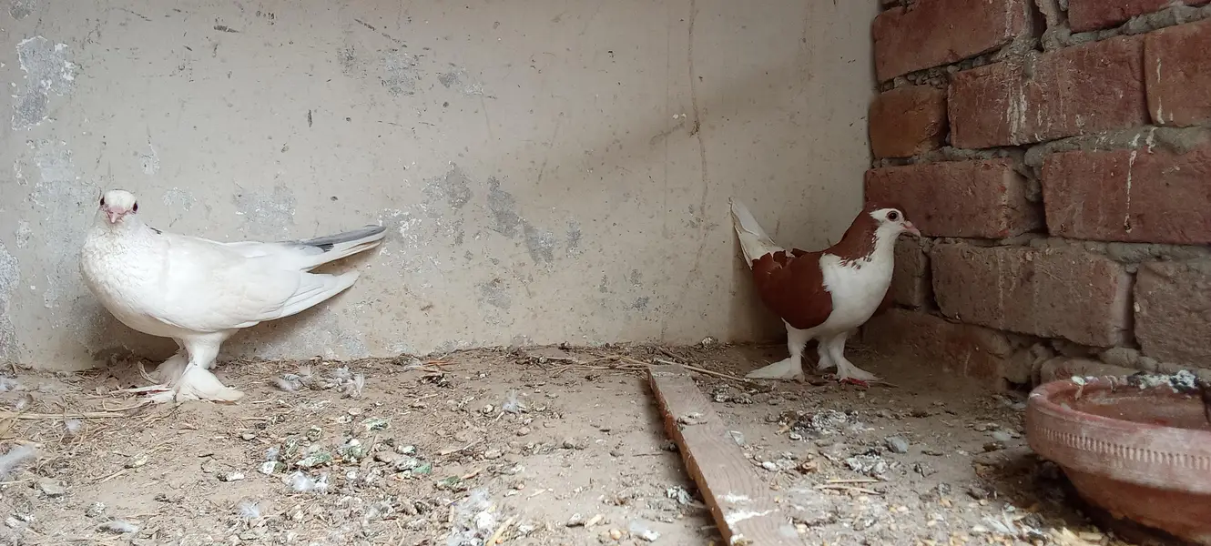lahori shirazi whitexred breeder pair — photo 3