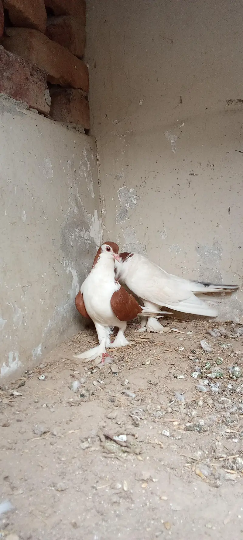 lahori shirazi whitexred breeder pair — photo 4