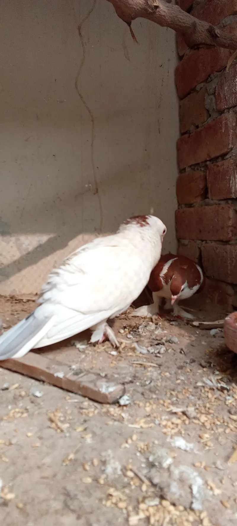 lahori shirazi whitexred breeder pair — photo 5