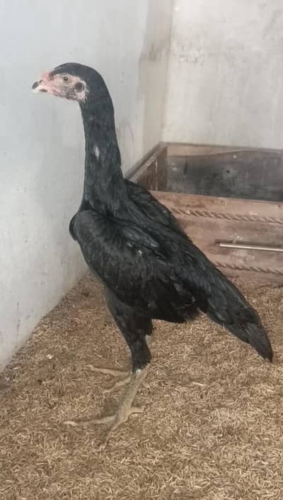 Black Shamo Female