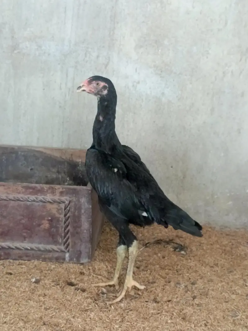 Black Shamo Female — photo 2