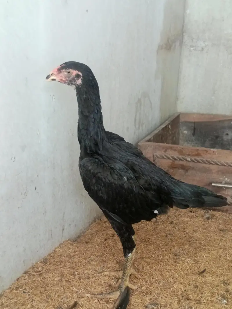 Black Shamo Female — photo 3