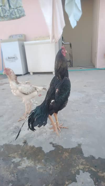 SHAMO PAIR - MADI PARA SHAMO/ASEEL CROSS MALE - REZA ASEEL CROSS MALE