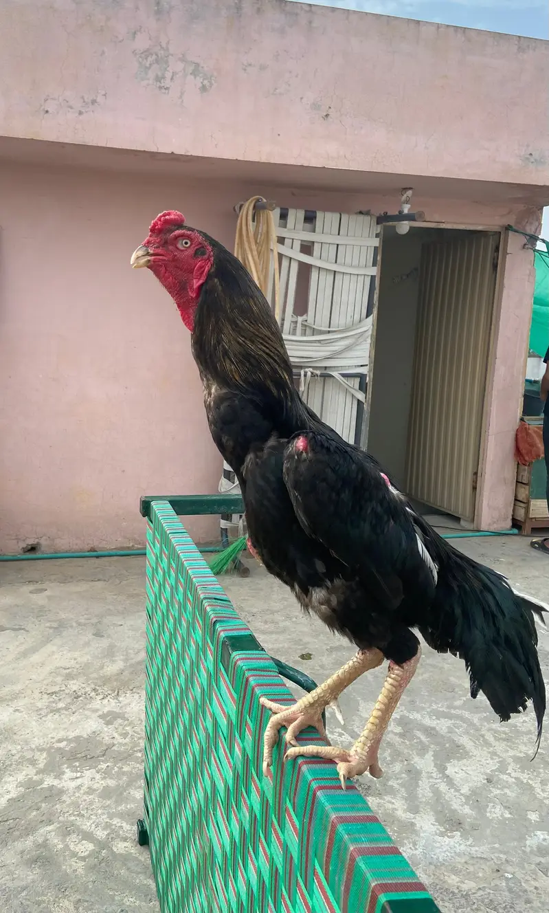 SHAMO PAIR - MADI PARA SHAMO/ASEEL CROSS MALE - REZA ASEEL CROSS MALE — photo 2