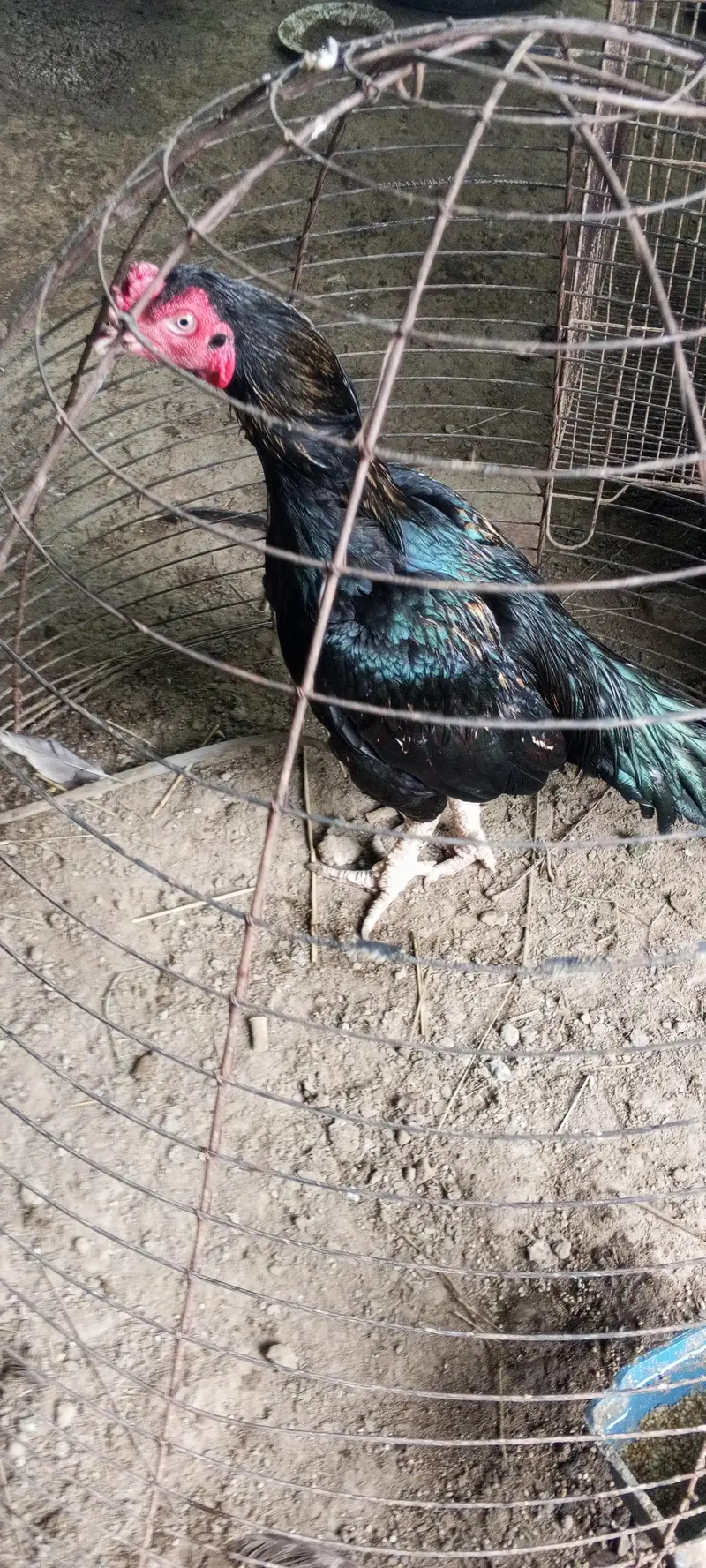 SHAMO PAIR - MADI PARA SHAMO/ASEEL CROSS MALE - REZA ASEEL CROSS MALE — photo 4