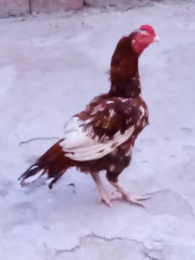 Aseel mainwali rooster  for sale 03276204640