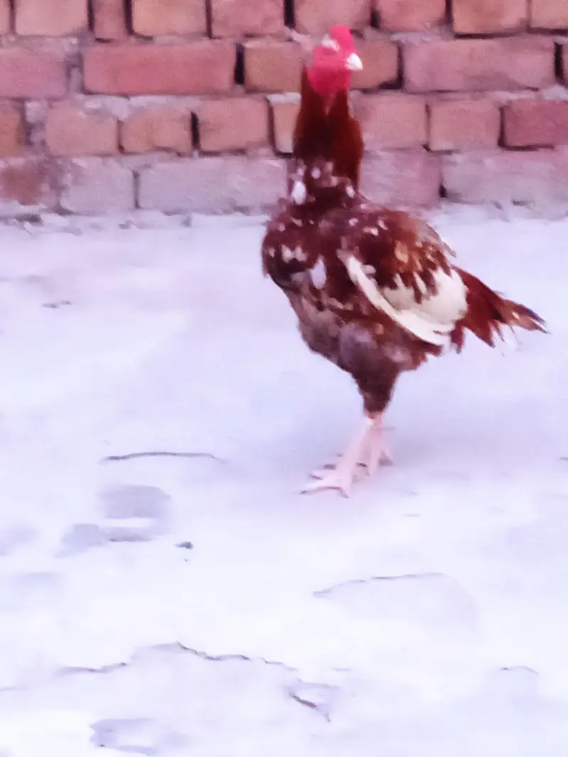 Aseel mainwali rooster  for sale 03276204640 — photo 2