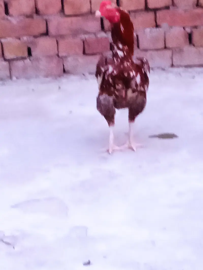 Aseel mainwali rooster  for sale 03276204640 — photo 3