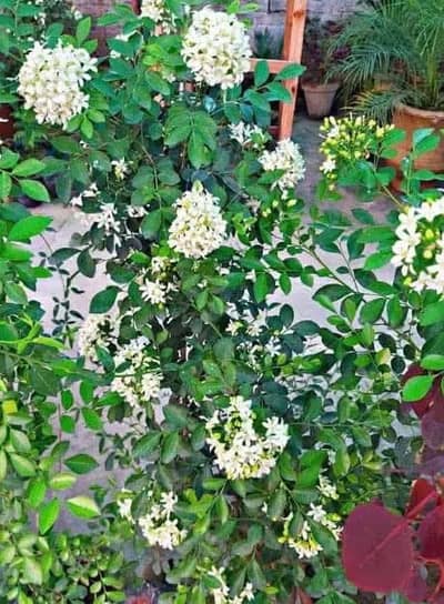 Marwa Plant