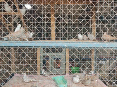 Diamond dove caloni for sale