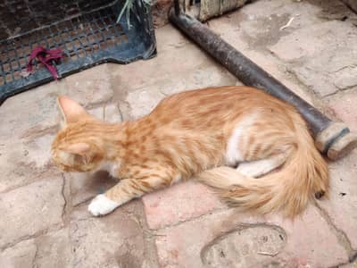 beautiful  cat