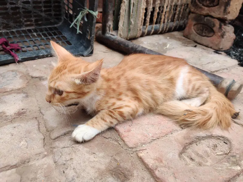 beautiful  cat — photo 2