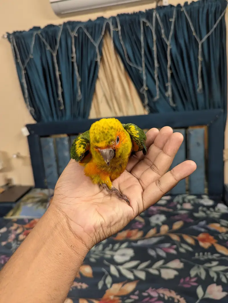 suncnore female — photo 4