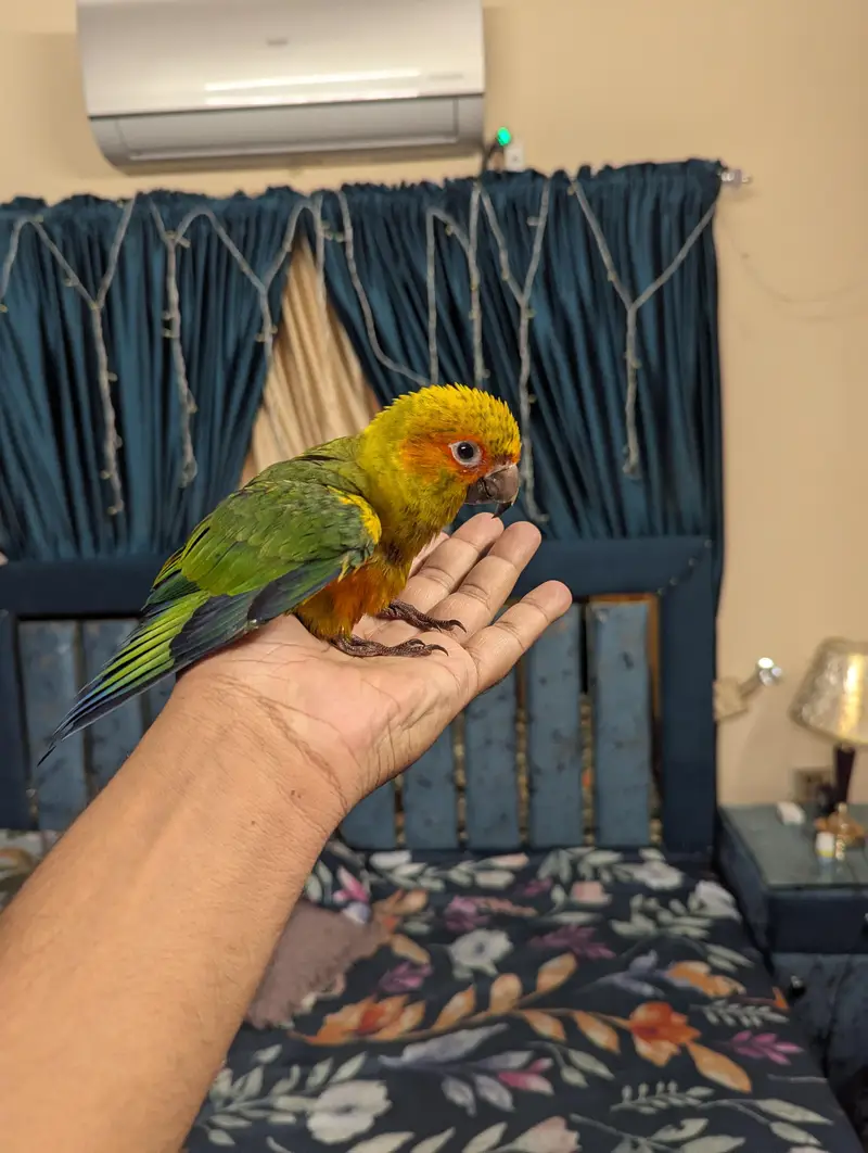 suncnore female — photo 5