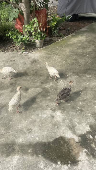 Turkey Chicks and hens