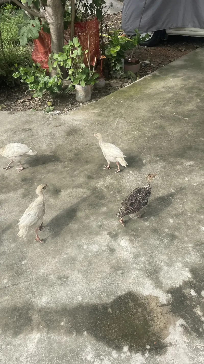 Turkey Chicks and hens