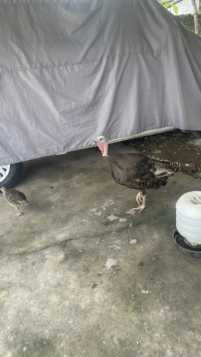 Turkey Chicks and hens — photo 2