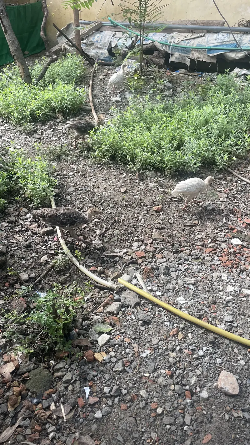 Turkey Chicks and hens — photo 5