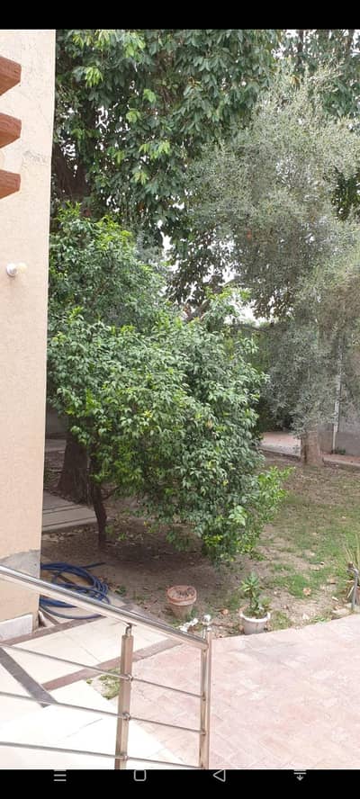 Olive Zaitoon Tree for sale 17 years old productive tree with fruit