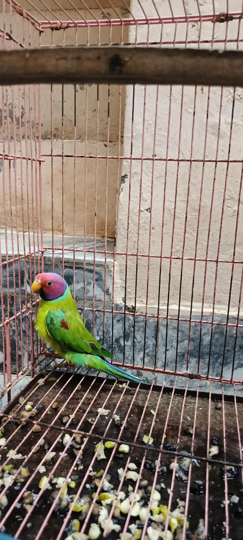 plum head 100% breeder male parrot. — photo 2