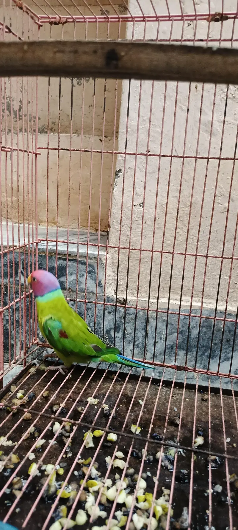 plum head 100% breeder male parrot. — photo 3