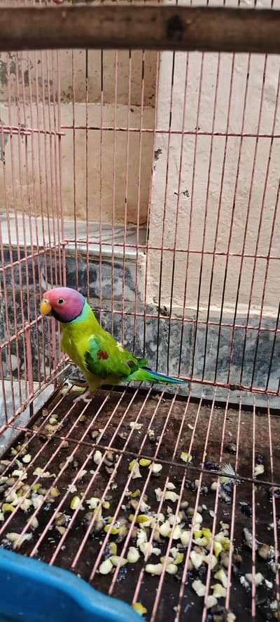 plum head 100% breeder male parrot.