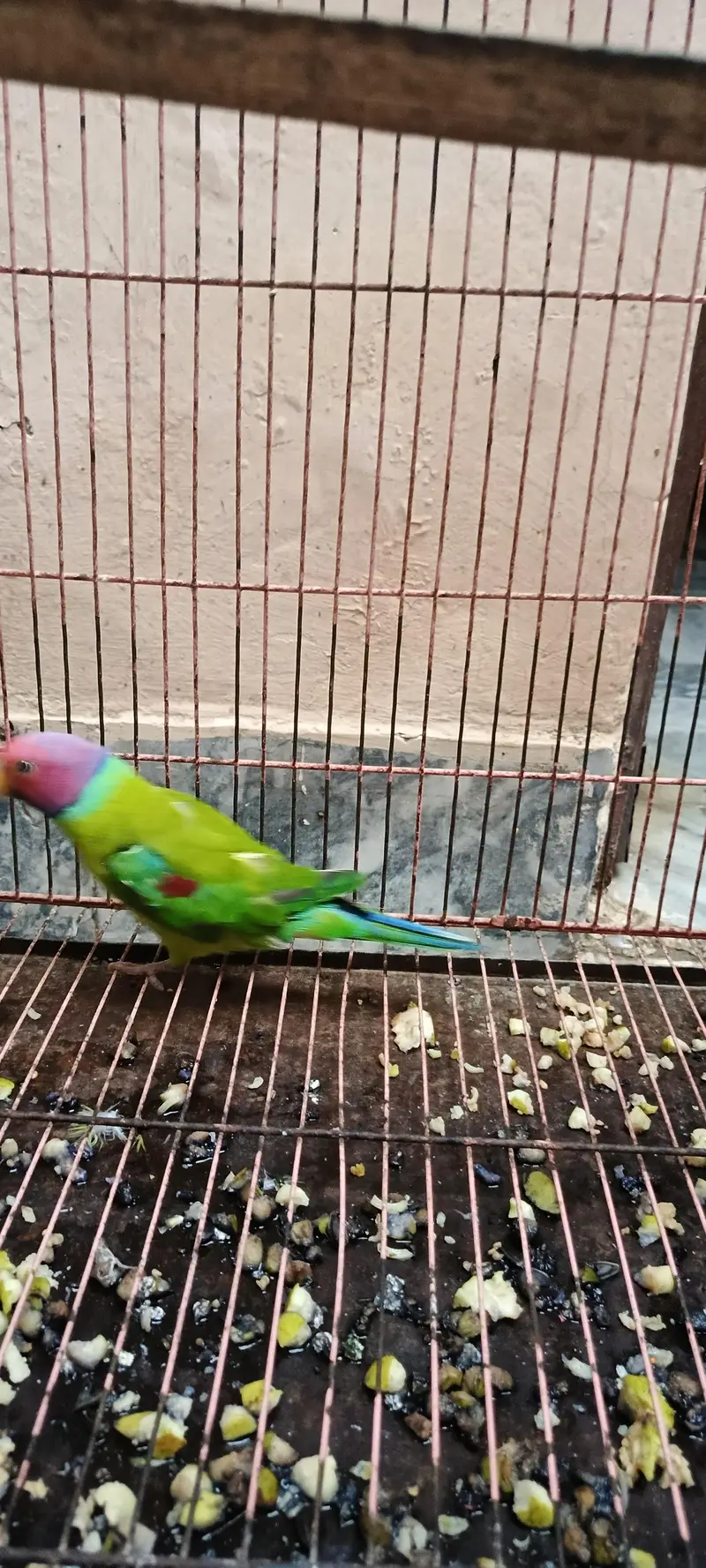 plum head 100% breeder male parrot. — photo 4