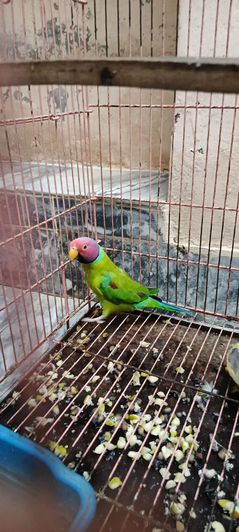 plum head 100% breeder male parrot. — photo 5