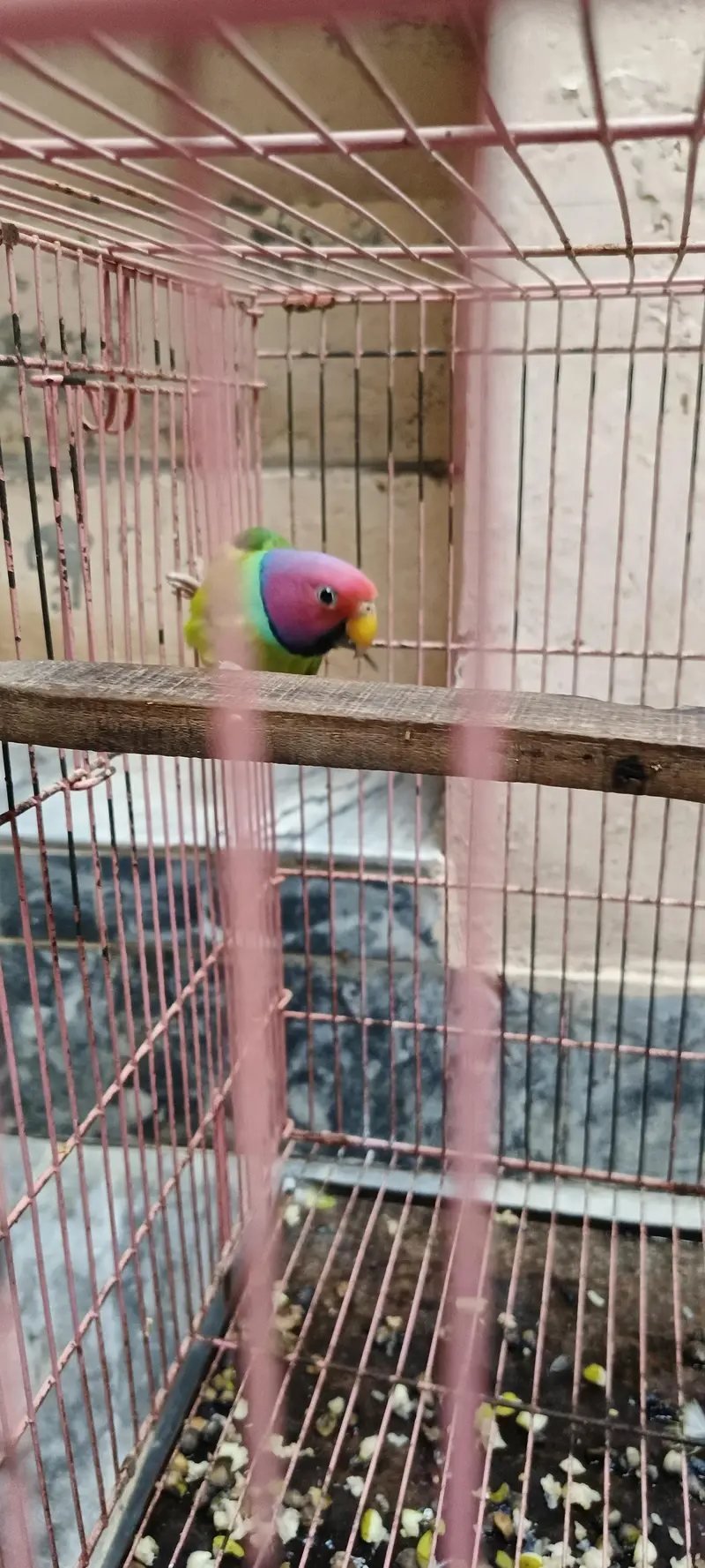 plum head 100% breeder male parrot. — photo 6