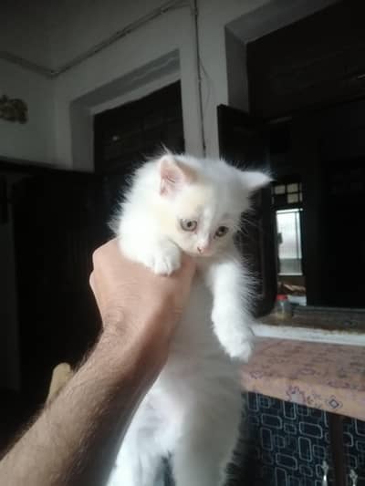 fazul msg koi na kara contact num 03214278036
