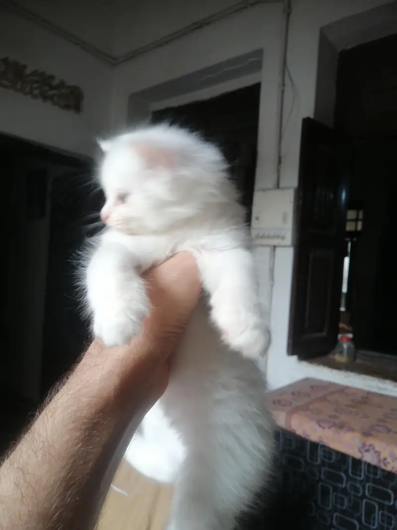 fazul msg koi na kara contact num 03214278036 — photo 2