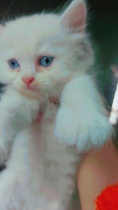 Persian Kittens
