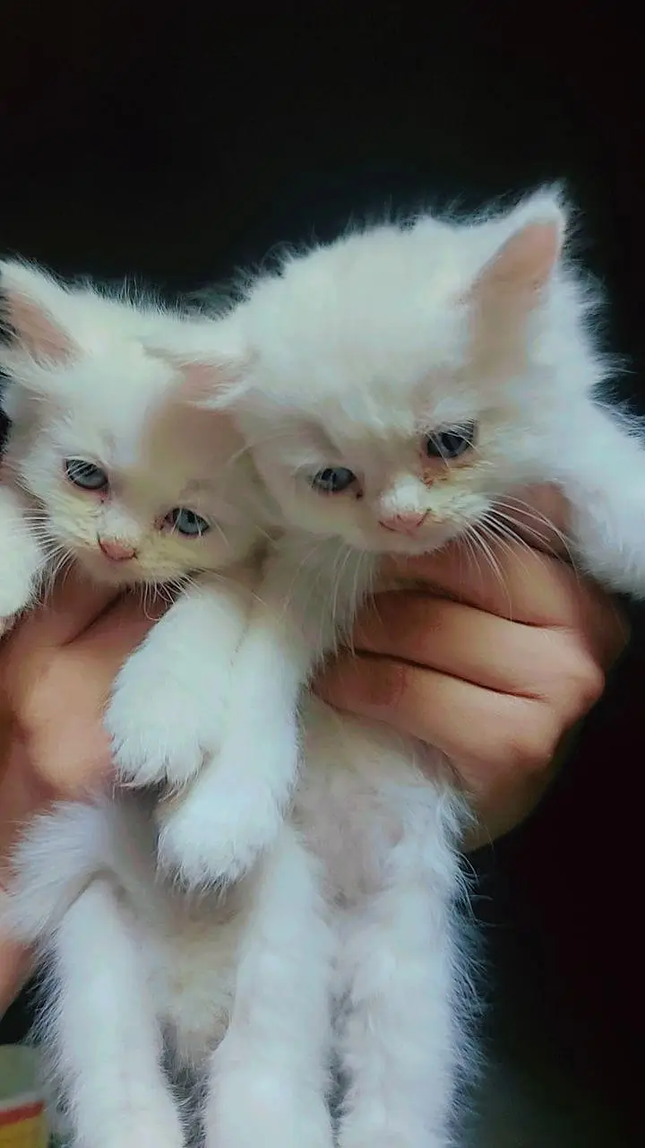 Persian Kittens — photo 2
