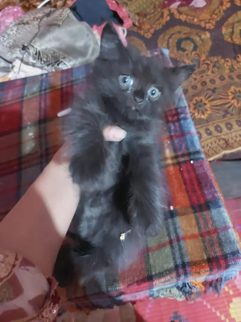 Persian Kittens — photo 3