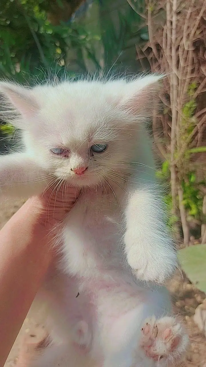 Persian Kittens — photo 4