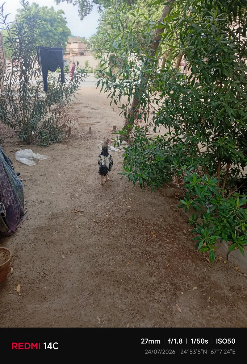 Aseel Jawa Murgha — photo 5