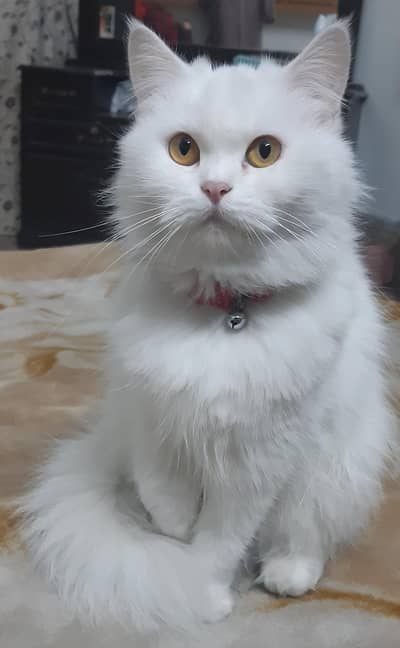 Persian adult cat